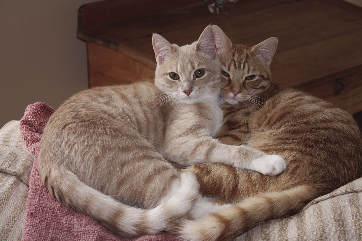 Pippa & Harlow